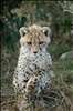 Young blind cheetah